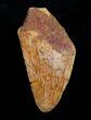 Inch Carcharodontosaurus Tooth Tip #4224-2